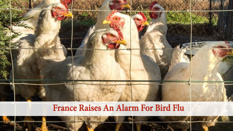 France Raises an Alarm for Bird Flu